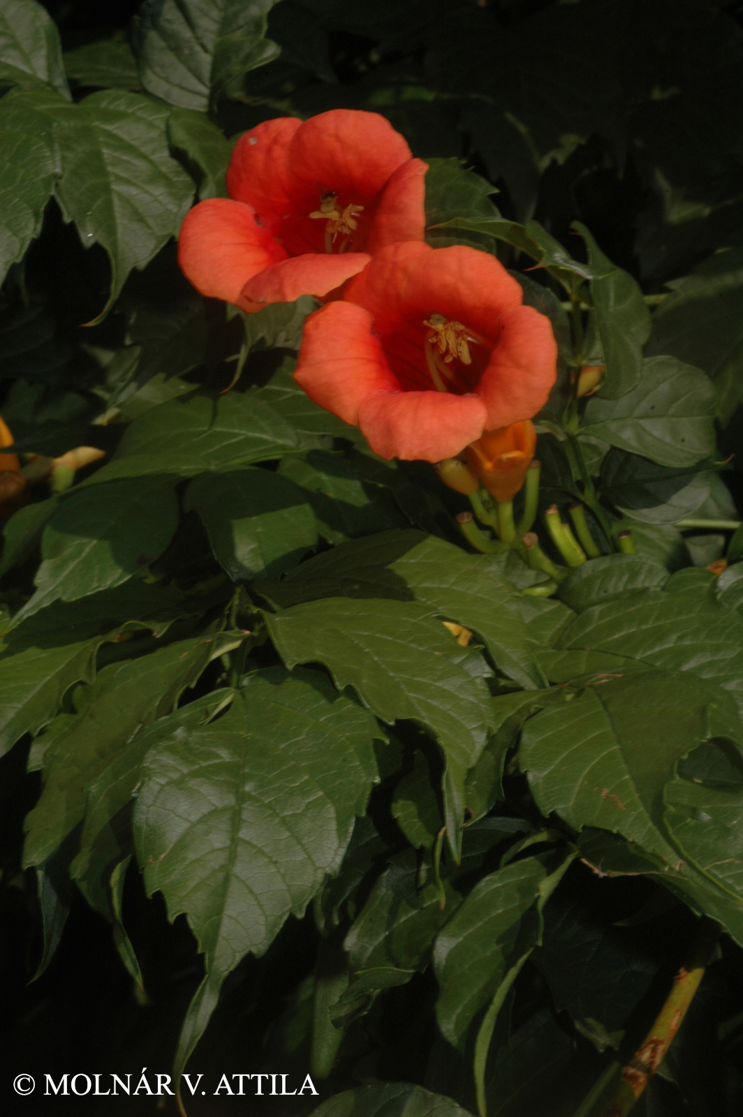 Campsis radicans (L.) Seem.