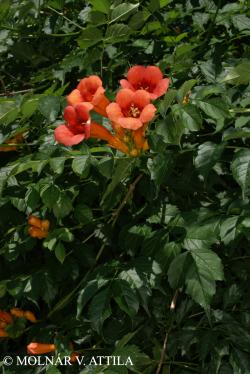 Campsis radicans (L.) Seem. 2.Image