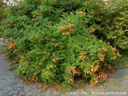 Campsis radicans (L.) Seem. 3.Image