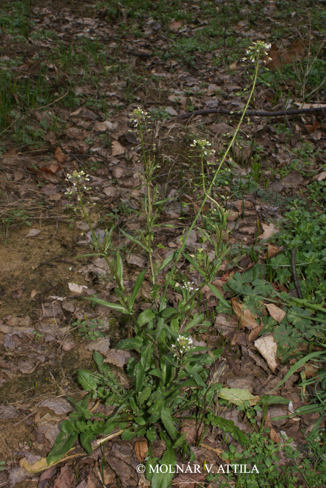 Capsella bursa-pastoris (L.) Medik.