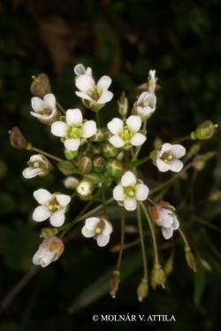 Capsella bursa-pastoris (L.) Medik. 2.Image