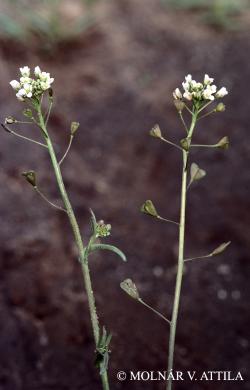 Capsella bursa-pastoris (L.) Medik. 3.Image
