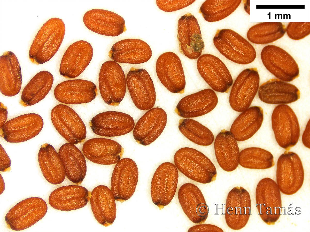 Capsella rubella Reut.