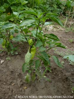 Capsicum annuum L. 2.Image
