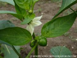 Capsicum annuum L. 1.Image