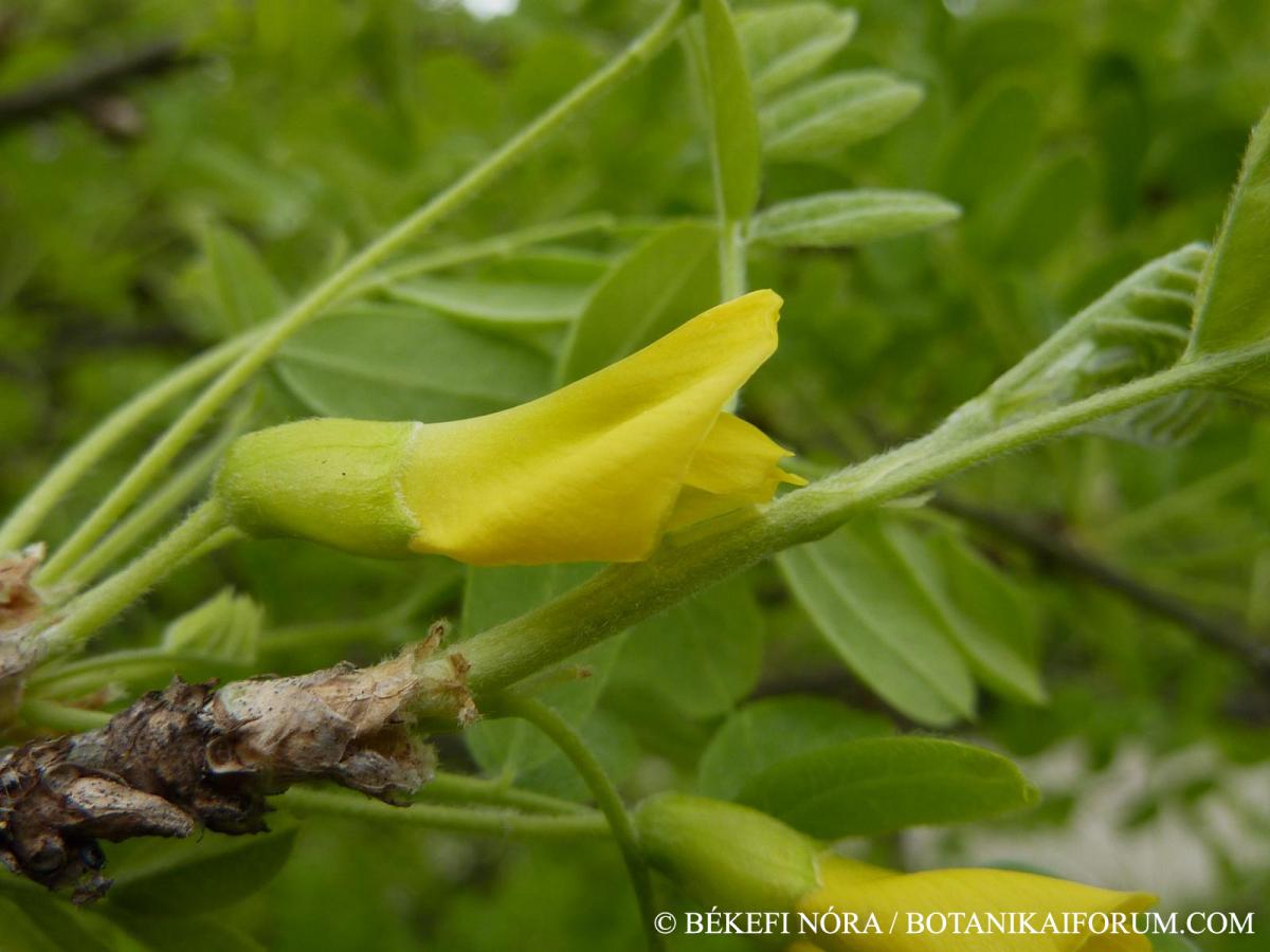 Caragana arborescens Lam.
