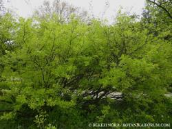 Caragana arborescens Lam. 2.Image