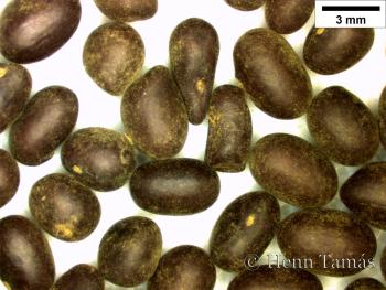 Caragana arborescens Lam. 3.Image