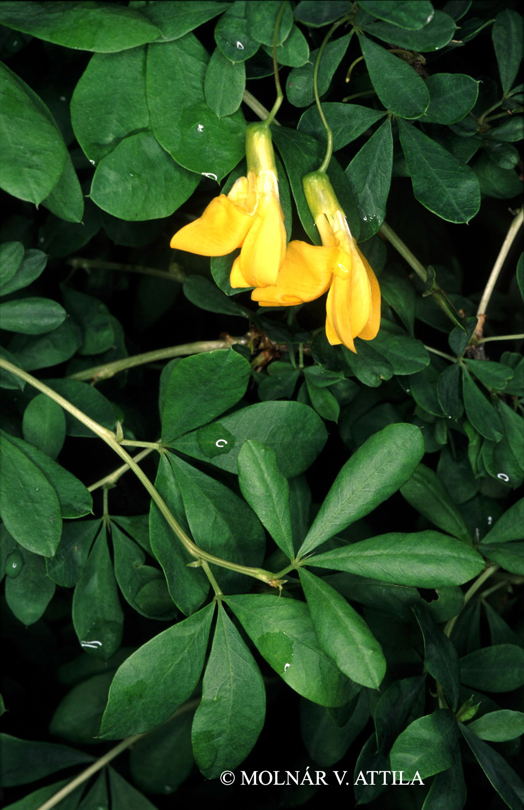 Caragana frutex (L.) K. Koch
