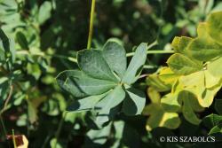 Caragana frutex (L.) K. Koch 3.Image
