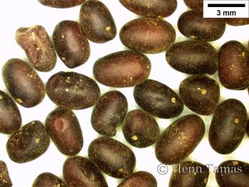 Caragana frutex (L.) K. Koch 4.Image