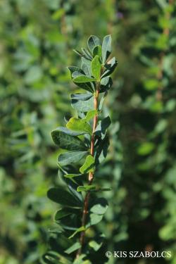 Caragana frutex (L.) K. Koch 2.Image