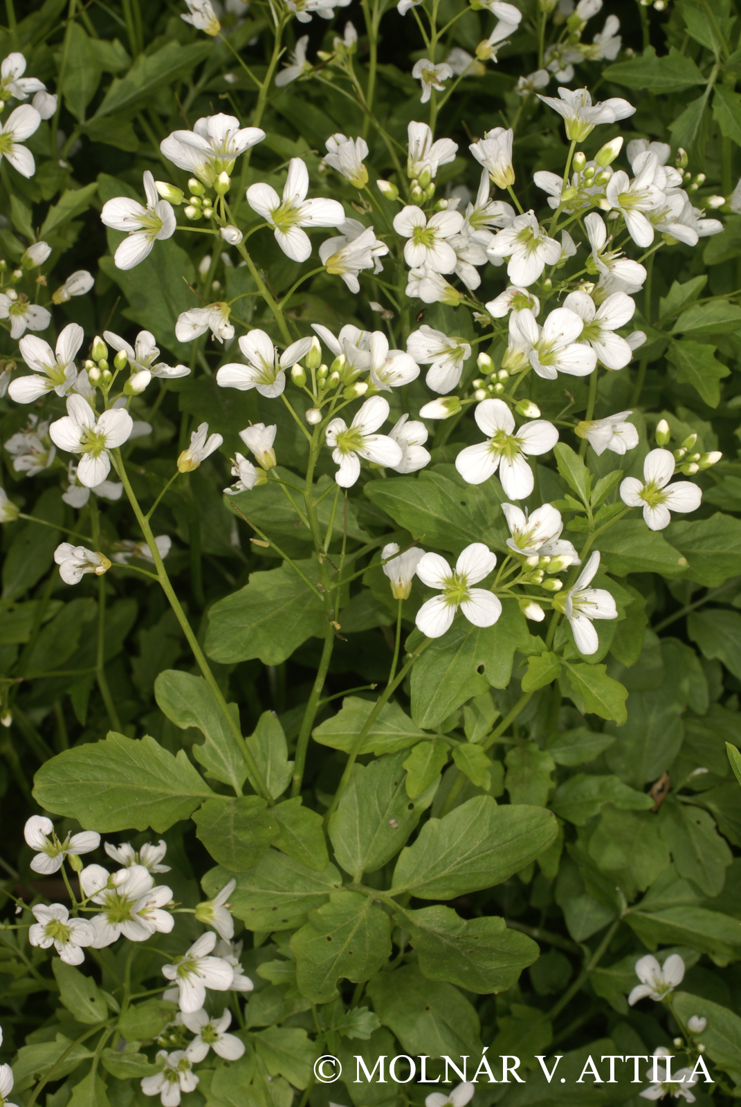 Cardamine amara L.