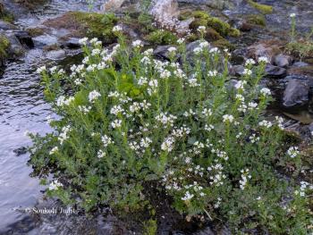 Cardamine amara L. 3.Kép