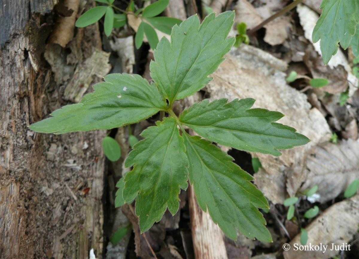 Cardamine bulbifera (L.) Crantz