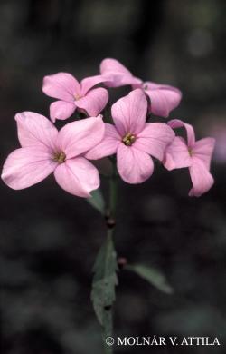 Cardamine bulbifera (L.) Crantz 2.Image