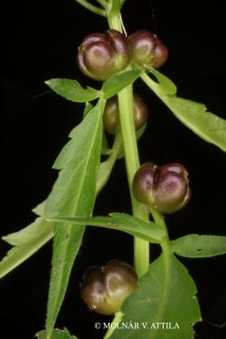 Cardamine bulbifera (L.) Crantz 3.Image