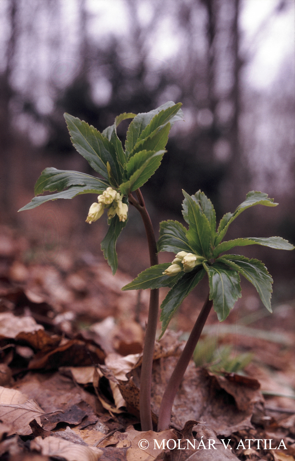 Cardamine enneaphyllos (L.) Crantz