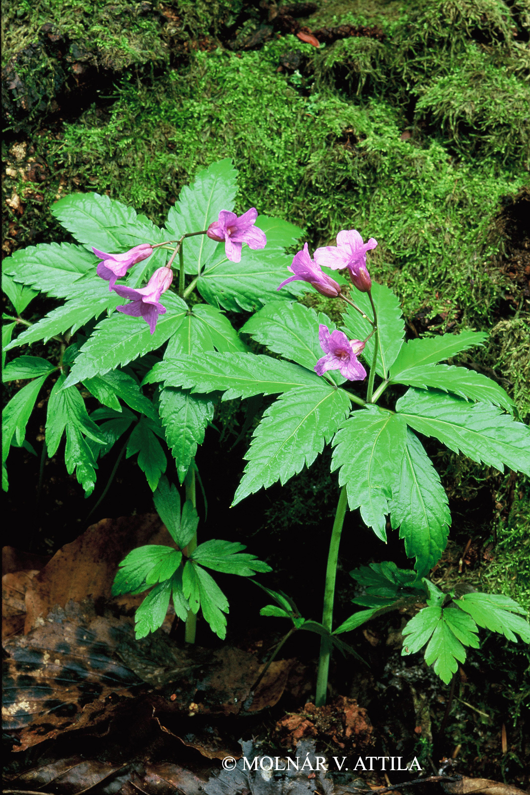 Cardamine glanduligera O. Schwarz