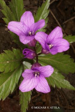 Cardamine glanduligera O. Schwarz 2.Image