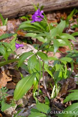 Cardamine glanduligera O. Schwarz 3.Image