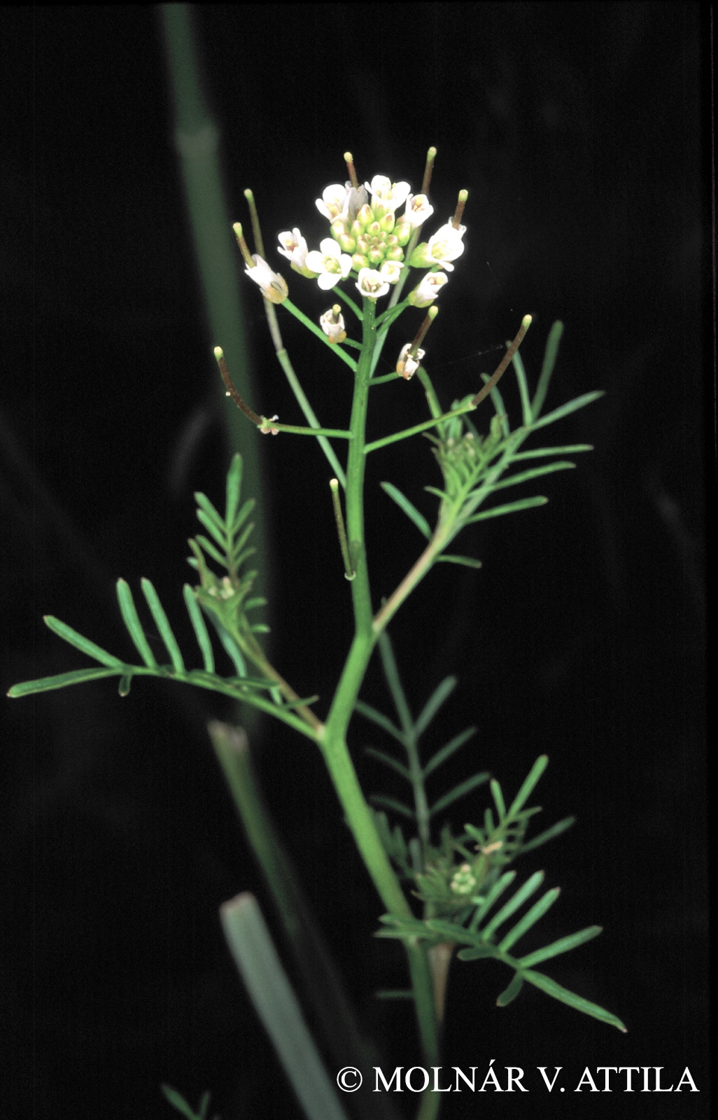Cardamine impatiens L.