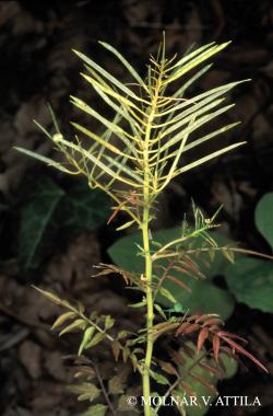 Cardamine impatiens L. 2.Image