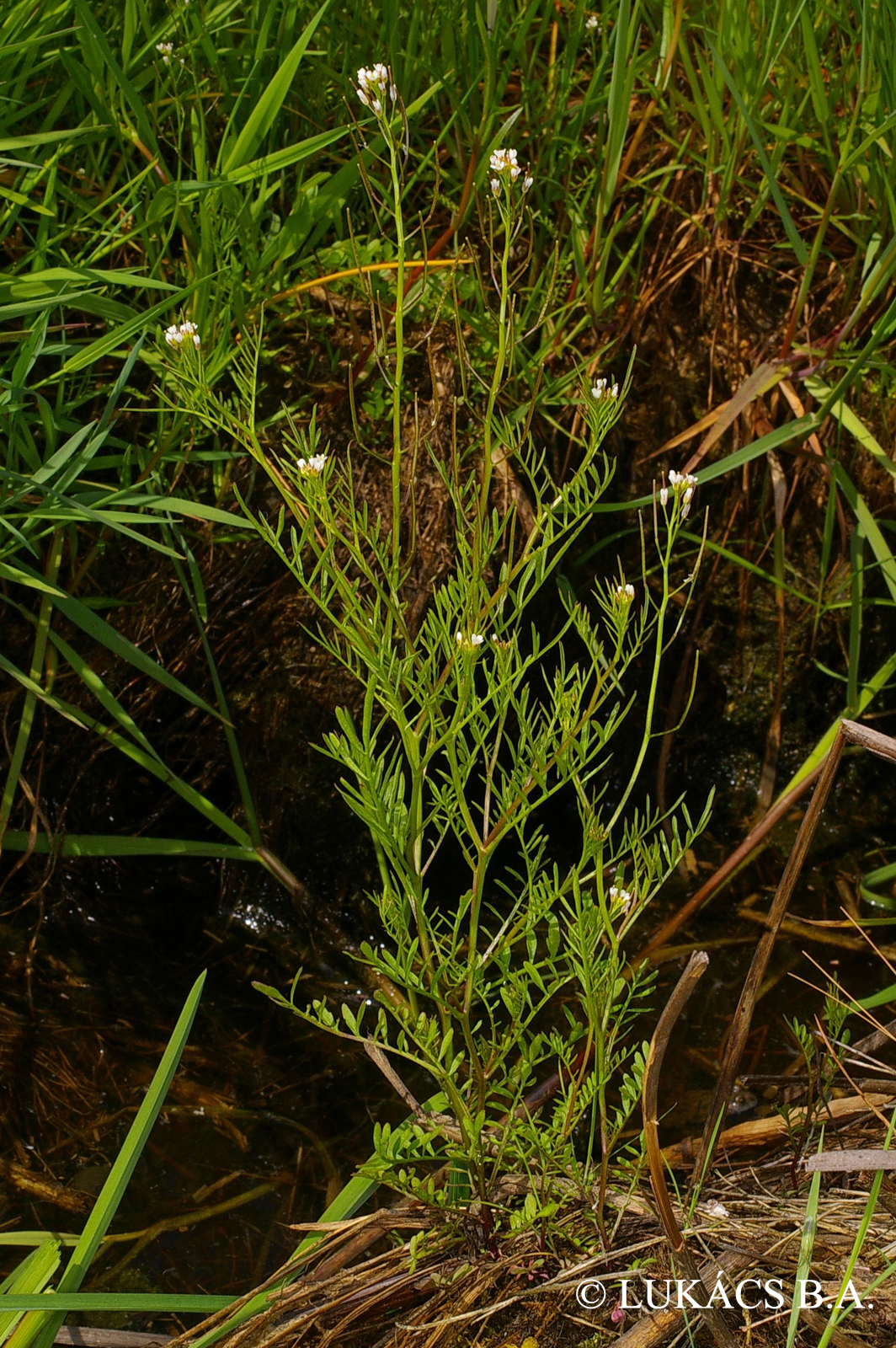 Cardamine parviflora L.