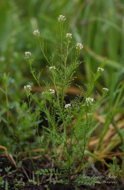 Cardamine parviflora L. 2.Image