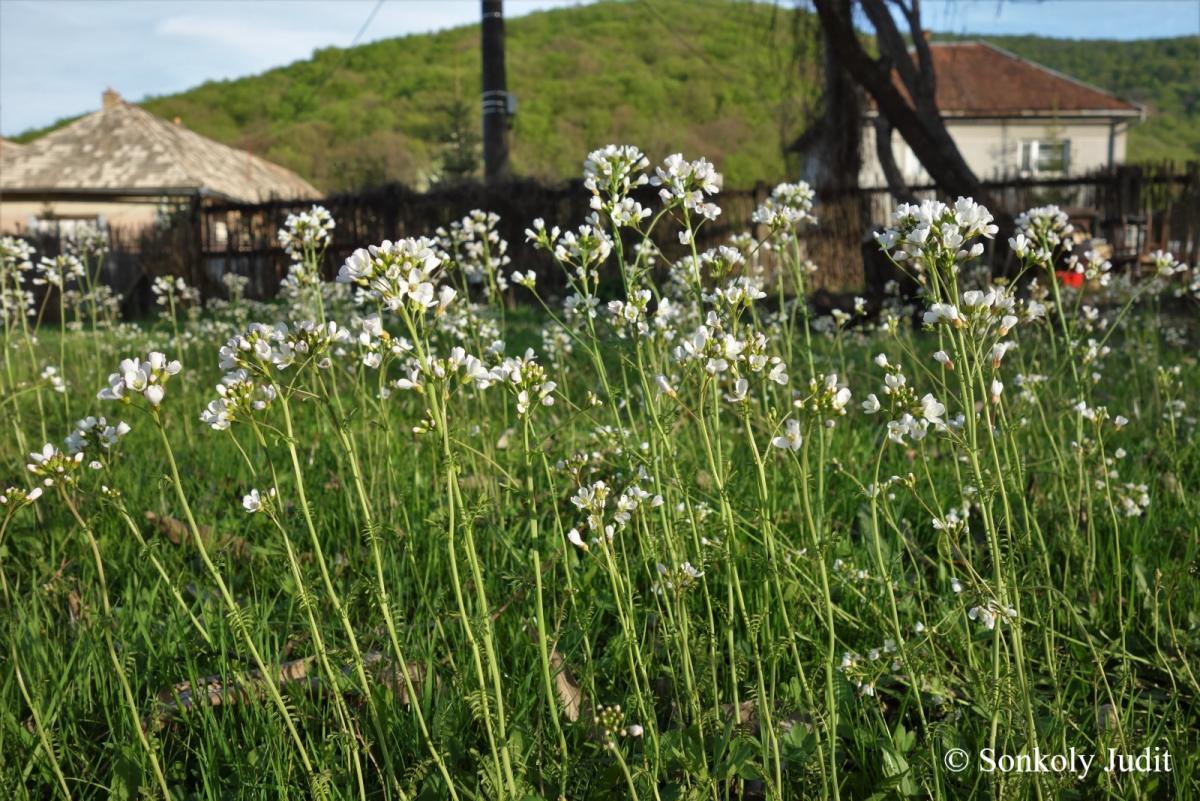 Cardamine pratensis L.