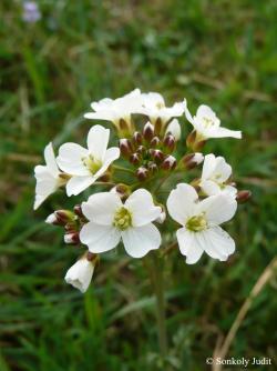 Cardamine pratensis L. 2.Kép