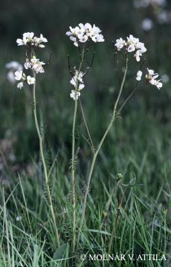 Cardamine pratensis L. 3.Kép