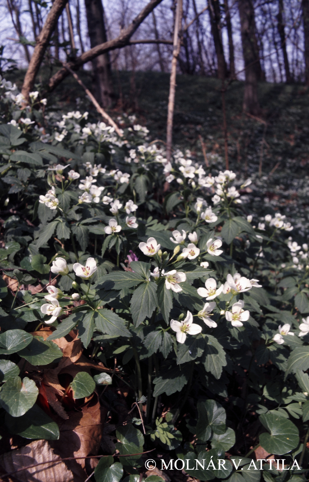 Cardamine trifolia L.