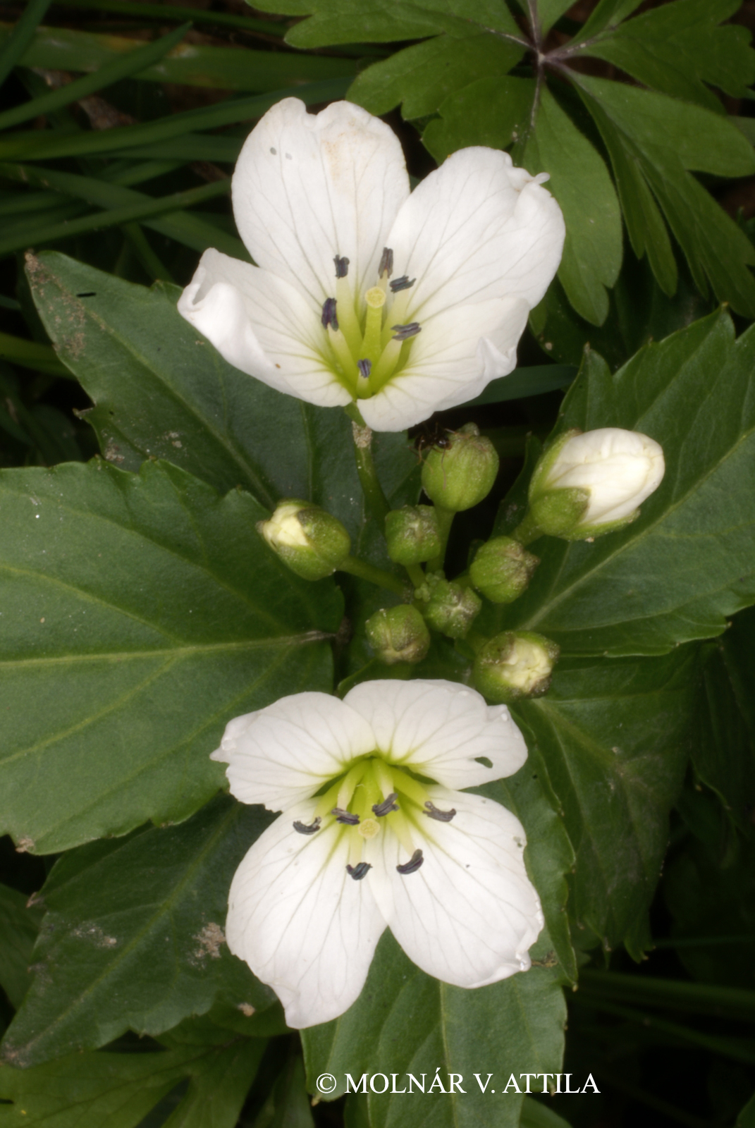 Cardamine waldsteinii Dyer