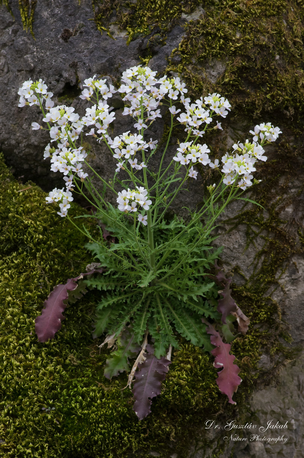 Cardaminopsis arenosa (L.) Hayek