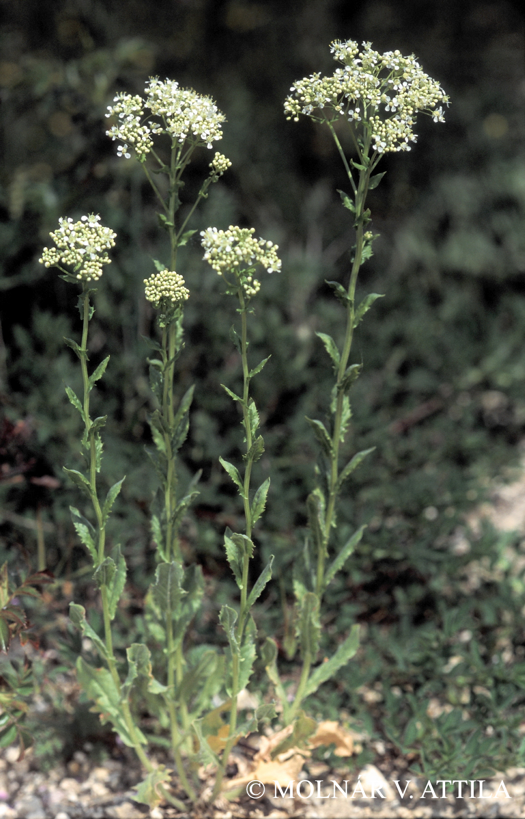 Cardaria draba (L.) Desv.