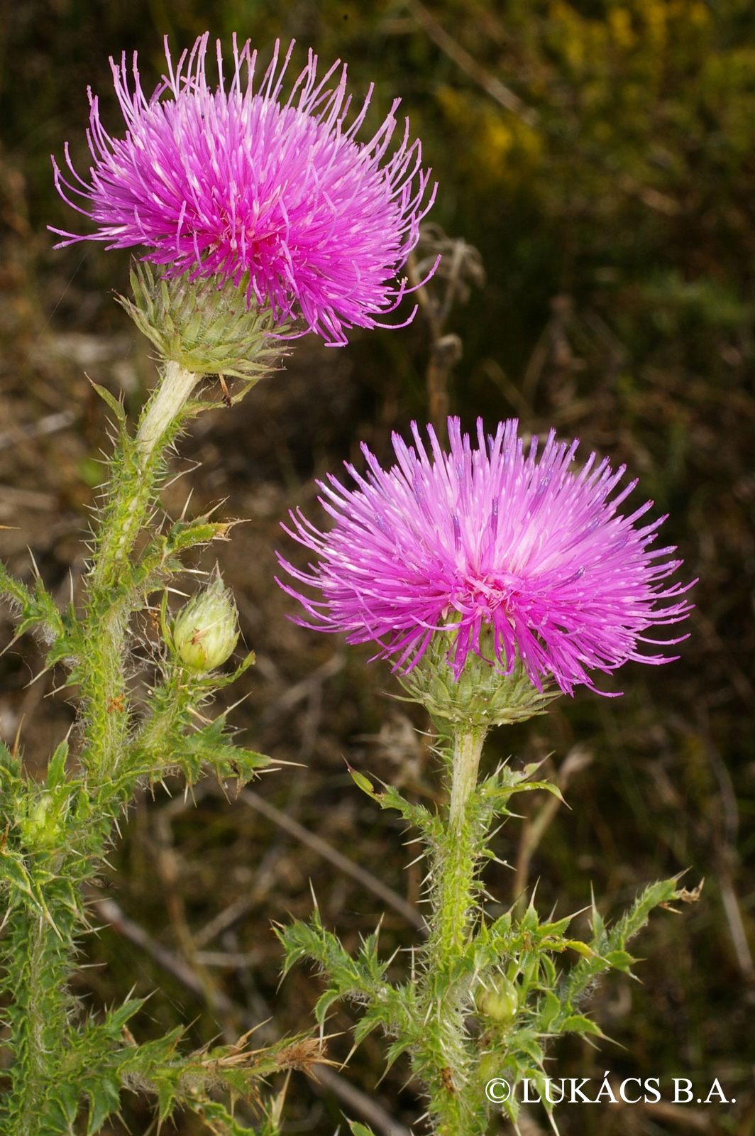 Carduus acanthoides L.