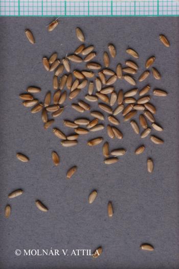 Carduus acanthoides L. 2.Kép