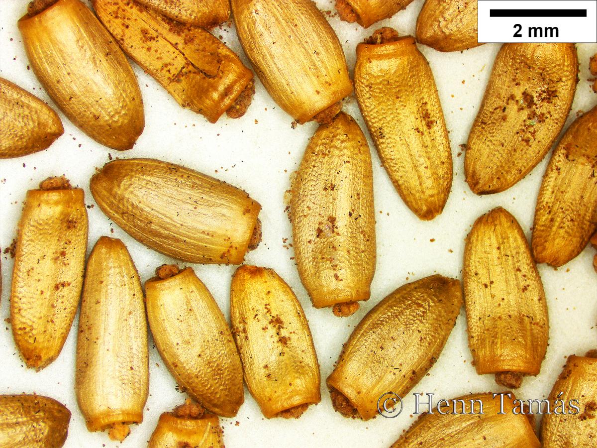 Carduus crassifolius Willd. subsp. glaucus (Baumg.) Kazmi