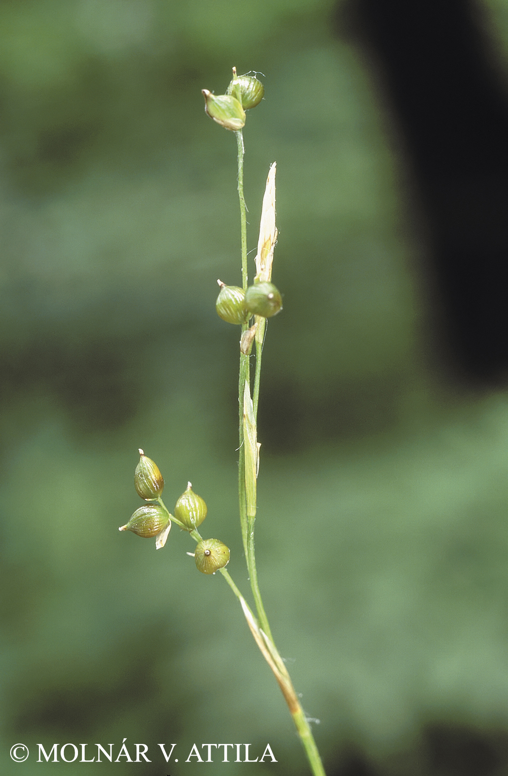 Carex alba Scop.