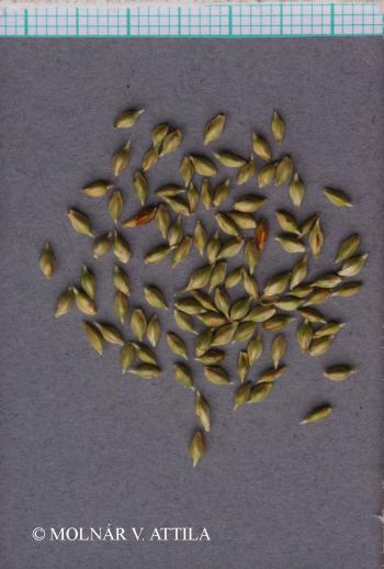 Carex alba Scop. 2.Image