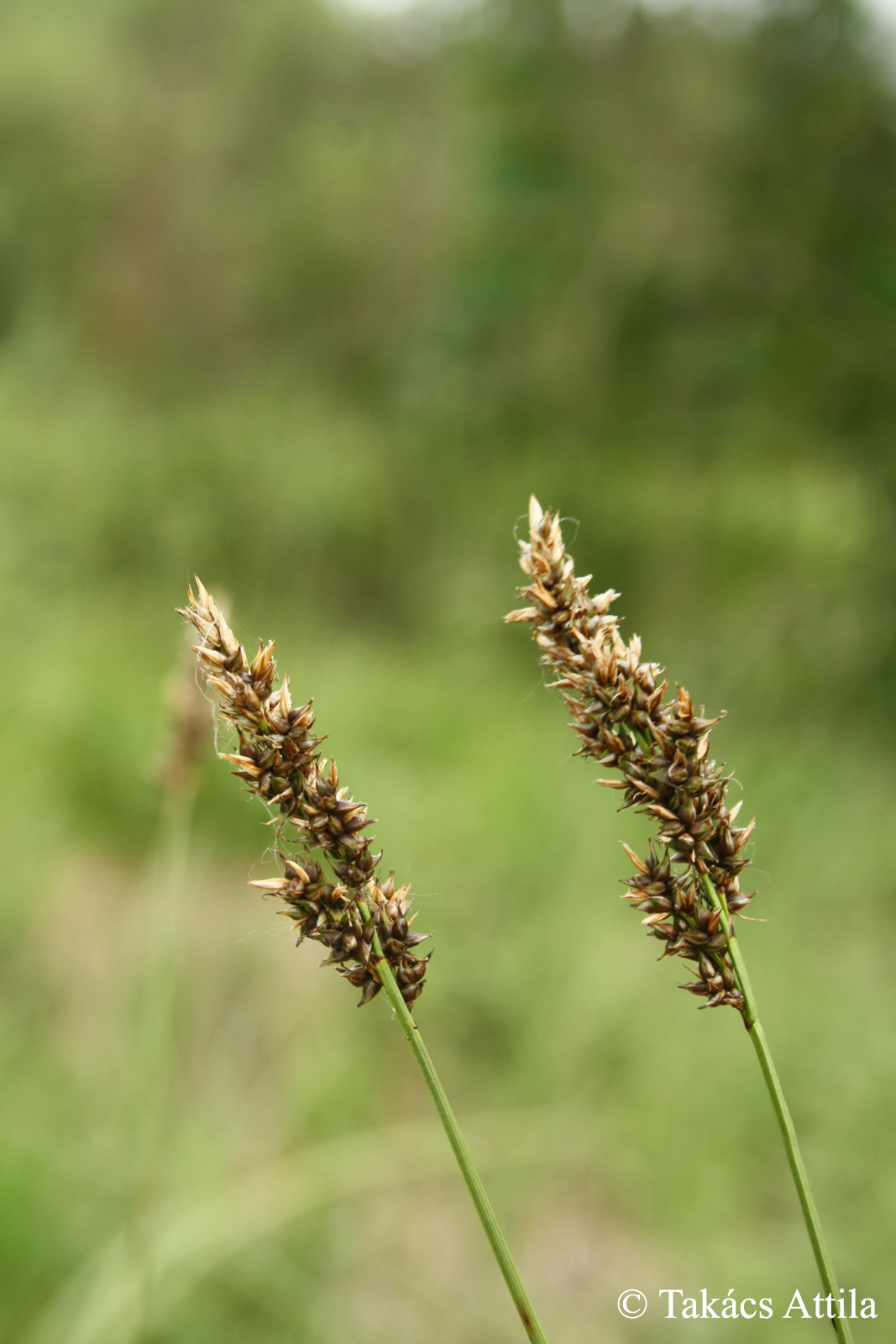 Carex appropinquata Schumach.