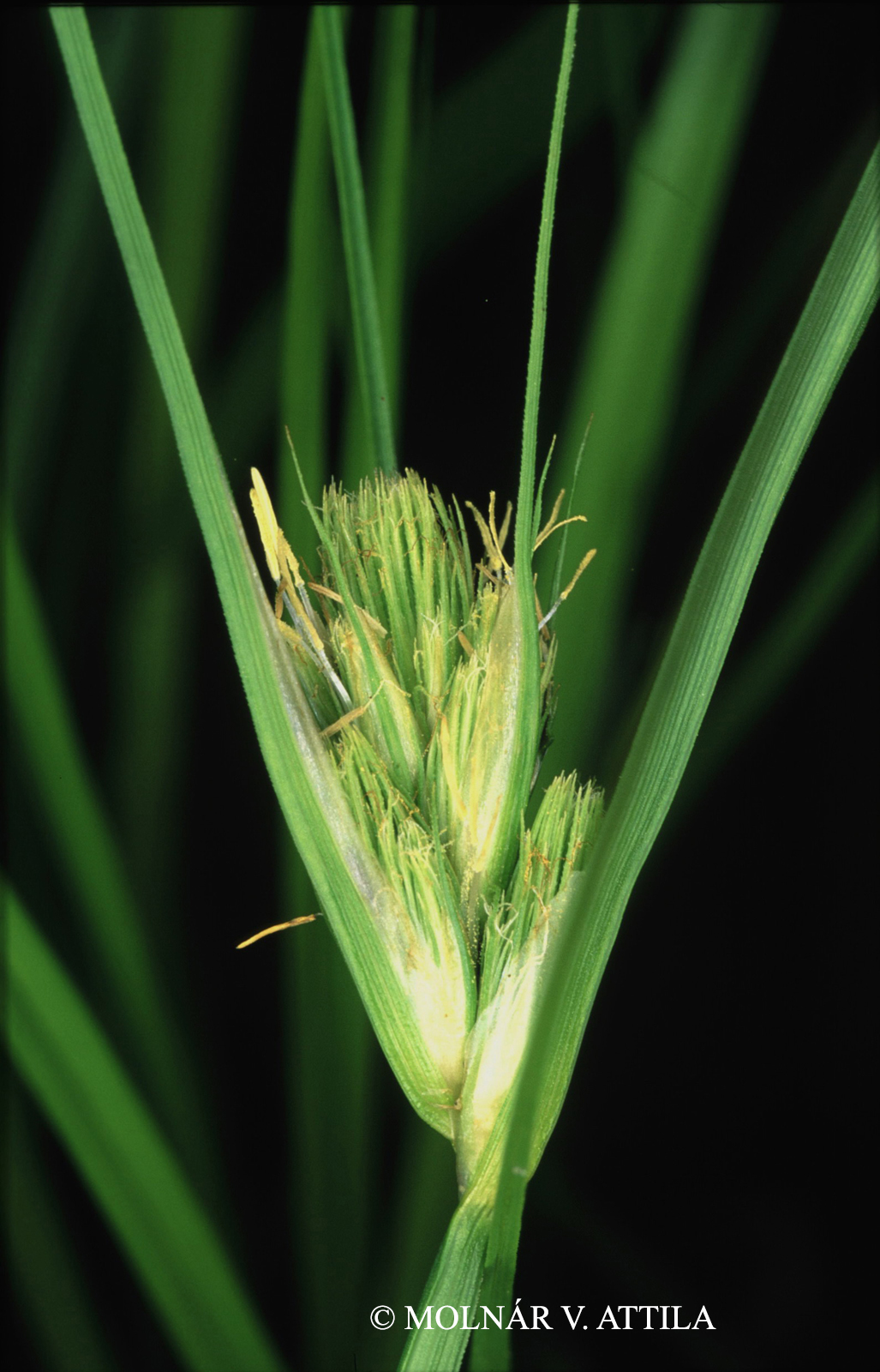 Carex bohemica Schreb.