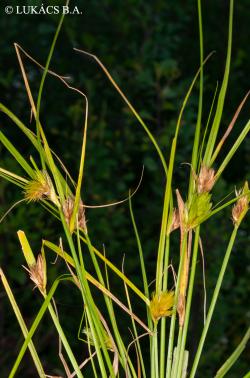 Carex bohemica Schreb. 2.Image