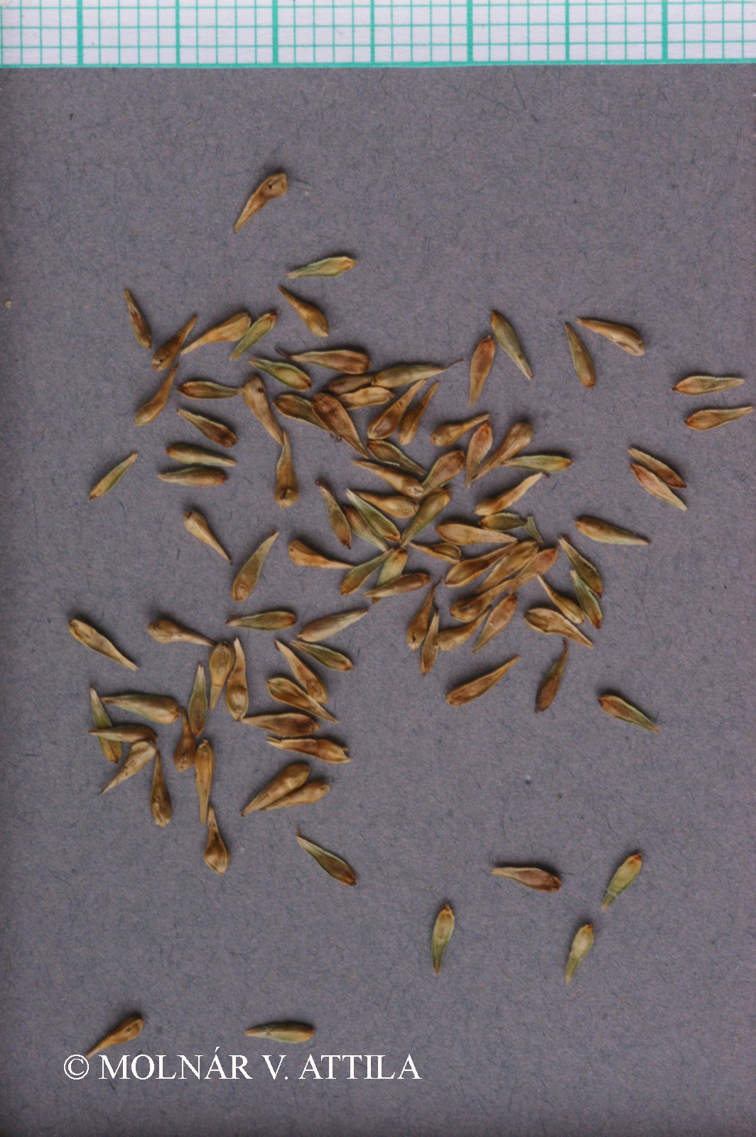 Carex brizoides L.