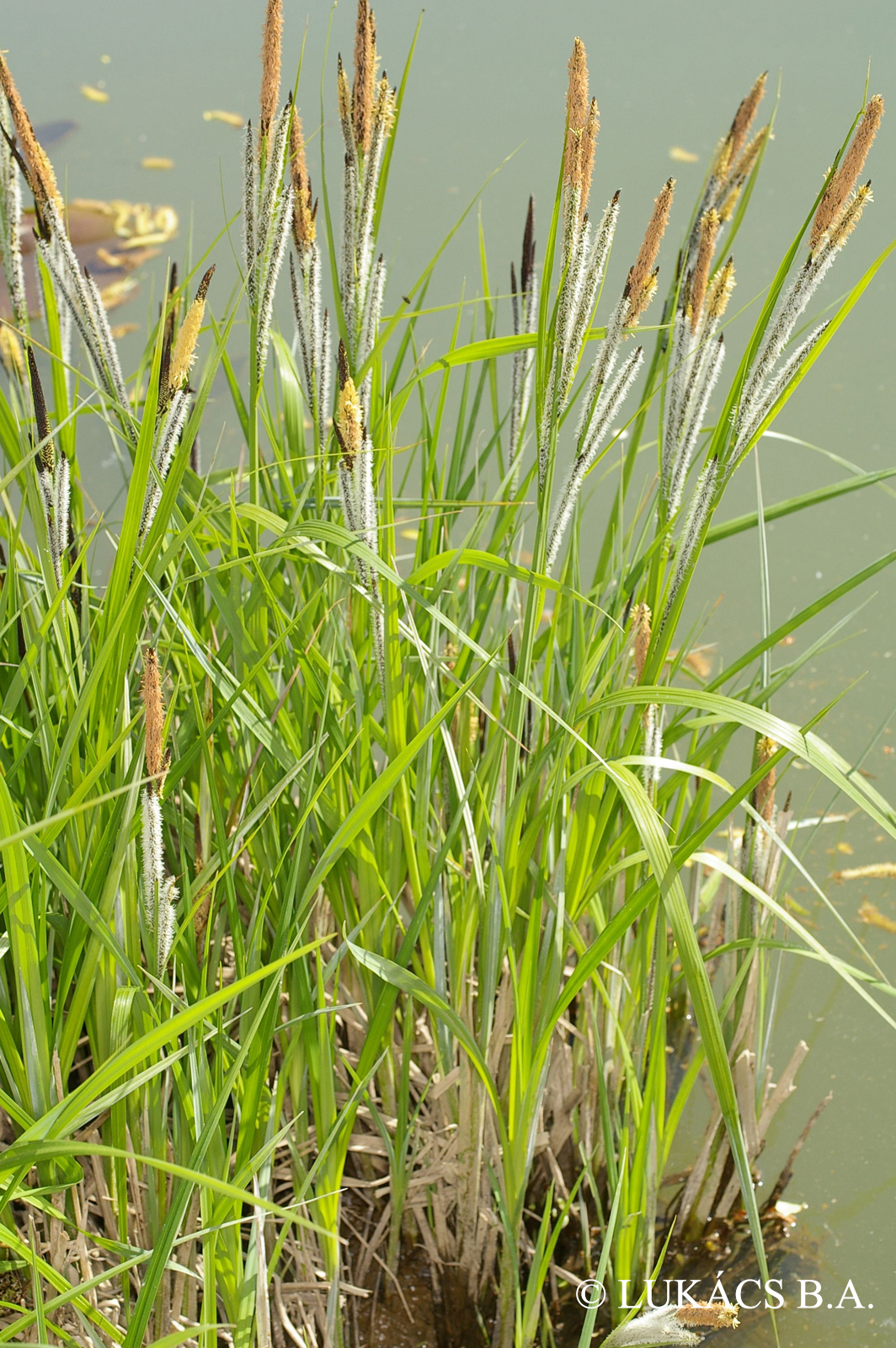 Carex buekii Wimm.
