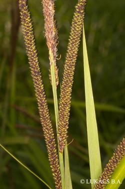 Carex buekii Wimm. 2.Image