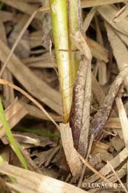Carex buekii Wimm. 3.Image