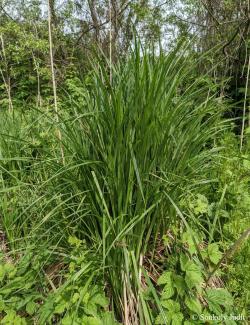 Carex buekii Wimm. 4.Image