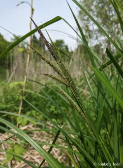 Carex buekii Wimm. 5.Image